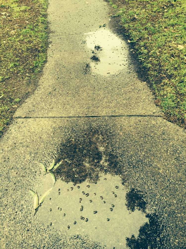 Two puddles on footpath in park