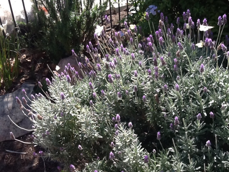 Lavender in bloom with butterflies