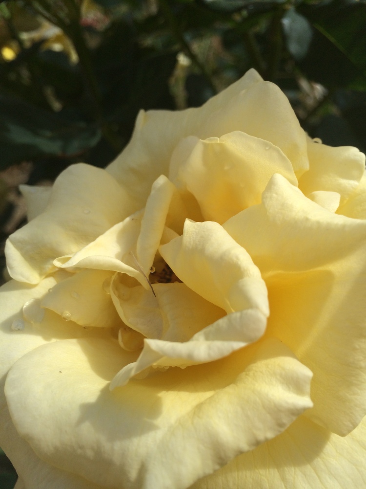 Fully blown yellow rose 