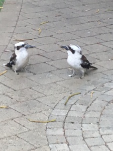 Two kookaburras at the Somerville